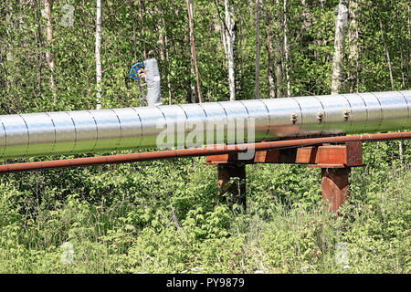 Eine Pipeline über Boden gehen durch einen Wald Stockfoto