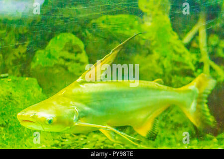 Cute Riese Pangasius, paroon Hai, pangasid - Wels oder Chao Phraya riesigen Wels (Pangasius sanitwongsei), einer Art von Süßwasserfischen in der Hai Stockfoto