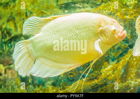 Albino giant Gurami (Osphronemus goramy) Fische, grosse Gurami native nach Südostasien. Er lebt in Frisch- oder Brackwasser, besonders langsame Stockfoto