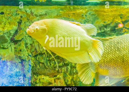 Albino giant Gurami (Osphronemus goramy) Fische, grosse Gurami native nach Südostasien. Er lebt in Frisch- oder Brackwasser, besonders langsame Stockfoto