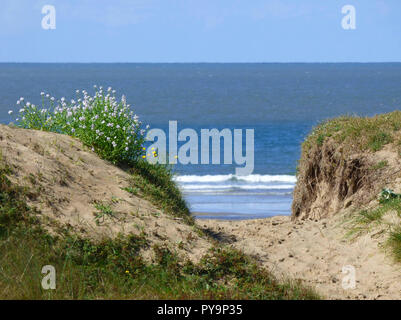 Kenfig Dünen Naturschutzgebiet, in der Nähe von Porthcawl, South Wales, UK. Stockfoto