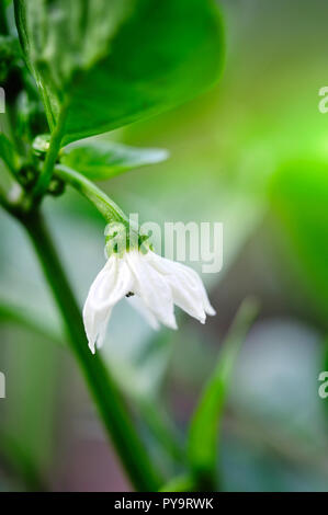 Die grüne Paprika süss weiße Blume (Capsicum annuum) Stockfoto