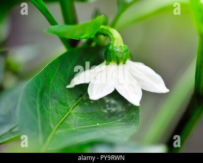 Blume bell pepper unter grüne Blätter im Garten Stockfoto