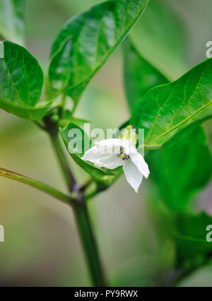 Blume bell pepper unter grüne Blätter im Garten Stockfoto