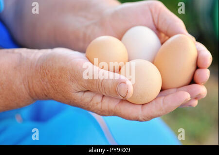 Bauer Holding frische Bio-Eier Stockfoto