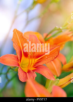 Hemerocallis - Schöne daylily Blumen blühen im Garten Stockfoto