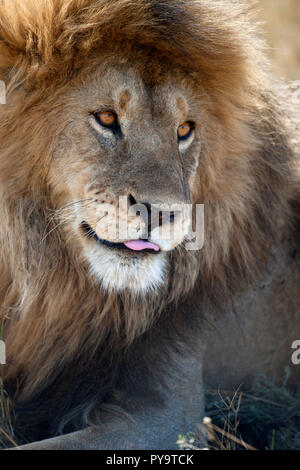 Löwen in der Serengeti National Park, Tansania, Afrika Stockfoto