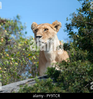 Löwin in der Serengeti National Park, Tansania, Afrika Stockfoto