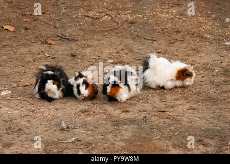 Vier Meerschweinchen außerhalb Stockfoto