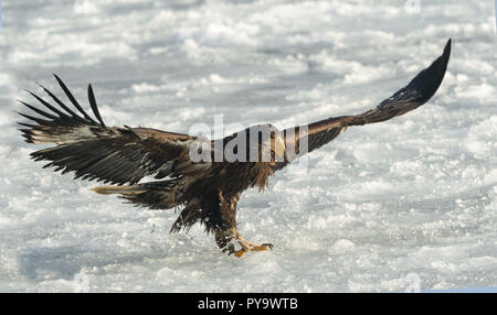 Sea Eagle der Kinder Steller auf Eis gelandet. Eis Hintergrund. Wissenschaftlicher Name: Haliaeetus pelagicus. Natürlicher Lebensraum. Winter Saison. Stockfoto