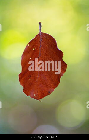 Braun gefärbte Blätter hängen durch ein Spinnennetz im Herbst, isoliert, Nahaufnahme Stockfoto