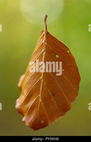 Braun gefärbte Blätter hängen durch ein Spinnennetz im Herbst, isoliert, Nahaufnahme Stockfoto