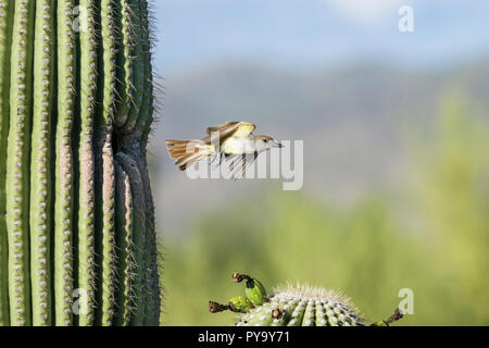 Eine braun-Crested Schopftyrann (Myiarchus tyrannulus) explodiert im Flug aus einem Nest in einem Saguaro Kaktus (Arizona) Stockfoto