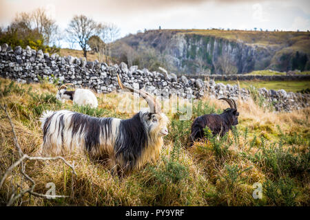 Gehörnte Ziegen grasen in langen Gras und Ginster in Cheddar Gorge in Südwestengland Stockfoto