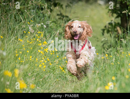 Cocker Spaniel in Feldern Stockfoto