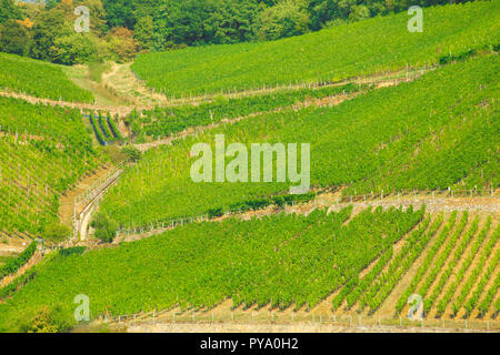 Schöne Weinberge entlang des Rheins in Deutschland Stockfoto