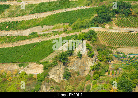 Schöne Weinberge entlang des Rheins in Deutschland Stockfoto