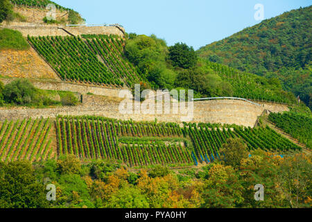 Schöne Weinberge entlang des Rheins in Deutschland Stockfoto