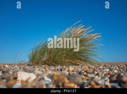 Nahaufnahme von einem einzigen Stück Strandhafer (Ammophila) oder Marram Gras vom Boden auf einem Kieselstrand mit einem klaren blauen Hintergrund Stockfoto