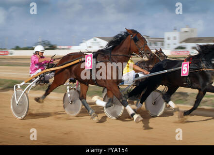 Trabrennrennen auf der Hipodromo, Sant Lluis, Mahon, Menorca, Spanien. Die Nummer 8 und die Nummer 5 konkurrieren um die Führung Stockfoto