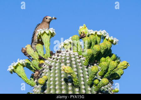 Ein männlicher Gila Woodpecker (Melanerpes uropygialis) thront auf der Blütenknospen Saguaro (Carnegiea gigantea) mit einem Honey Bee, dass er gefangen, dass er Stockfoto