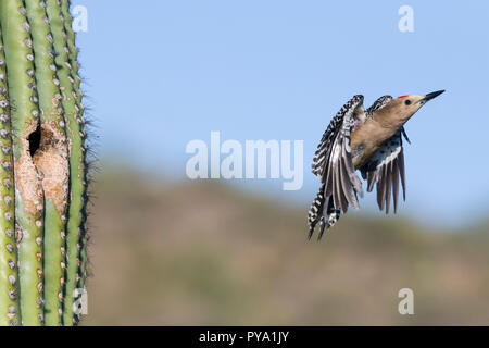 Ein männlicher Gila Woodpecker (Melanerpes uropygialis) fliegt aus seinem Nest in einem Saguaro (Carnegiea gigantea). Arizona Stockfoto