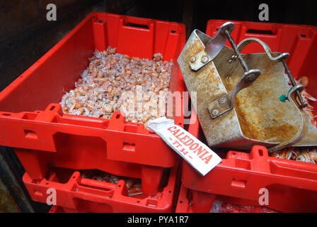 Eine Metallpfanne in einer Schachtel frisch gefangener Garnelen in roten Fischkisten auf dem Fischmarkt am Kai von Tarbert, Loch Fyne, Schottland. Der Name des Fischerbootes steht auf dem Etikett Stockfoto