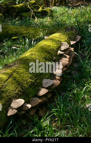 Halterung Pilz wachsen auf gefallene Buche in Wäldern, England, Europa Stockfoto