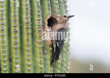 Eine Frau Gila Woodpecker (Melanerpes uropygialis) sitzstangen an ihrem Nest in einem Saguaro (Carnegiea gigantea), nachdem ihre Jungen füttern. Arizona Stockfoto