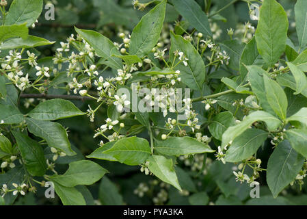 Die Blütezeit der Europäischen Spindel Baum, Euonymus europaeus, blühende Pflanze, Berkshire, Juni Stockfoto