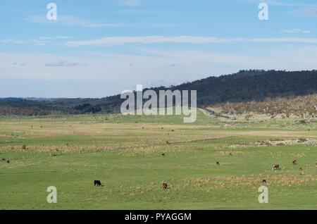 Kühe grasen in einem grünen Feld auf die alpinen Weg Stockfoto