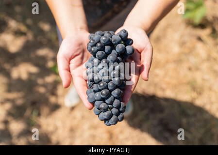 Trauben der Ernte. Woman's Hände mit frisch geernteten Trauben. Stockfoto