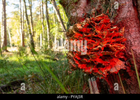 Farbfoto des Woodland Szene mit Huhn der Wälder wachsen auf Baumstamm in rotes Licht getaucht. Stockfoto