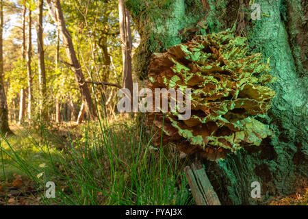 Farbfoto des Woodland Szene mit Huhn der Wälder wachsen auf Baumstamm in grünes Licht getaucht. Stockfoto