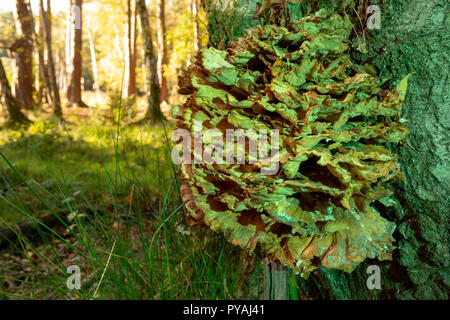 Farbfoto des Woodland Szene mit Huhn der Wälder wachsen auf Baumstamm in grünes Licht getaucht. Stockfoto