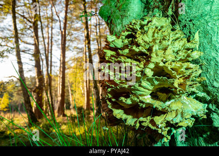 Farbfoto des Woodland Szene mit Huhn der Wälder wachsen auf Baumstamm in grünes Licht getaucht. Stockfoto