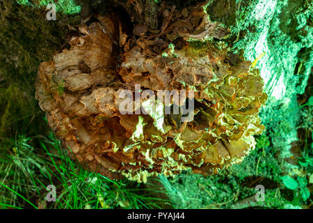 Farbfoto des Huhn der Wälder wachsen auf Baumstamm gebadet in grünes Licht von oben. Stockfoto