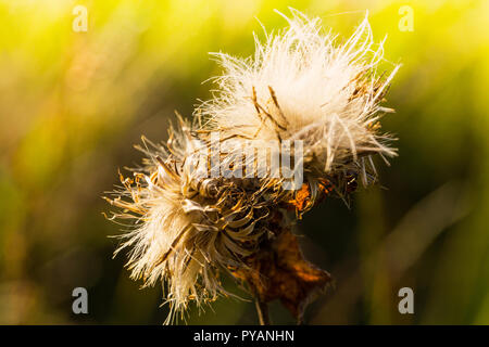 Zwei verdorrte Thistle Blüten im Herbst Farben. Pantone, Ceylon, Gelb. Stockfoto