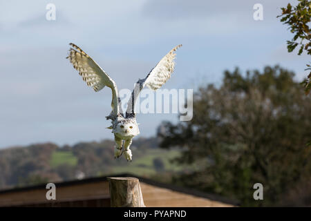 Weibchen Schnee-eule (Bubo scandiacus) Landung/im Flug Stockfoto