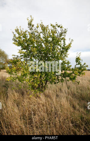 Löschen von Sanddorn, Sanddorn, Sanddorn. Wissenschaftlicher Name: Rhamnus cathartica Familie: Rhamnaceae. Native UK Baum. fruchtkörper im Herbst. Stockfoto