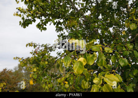 Löschen von Sanddorn, Sanddorn, Sanddorn. Wissenschaftlicher Name: Rhamnus cathartica Familie: Rhamnaceae. Native UK Baum. fruchtkörper im Herbst. Stockfoto