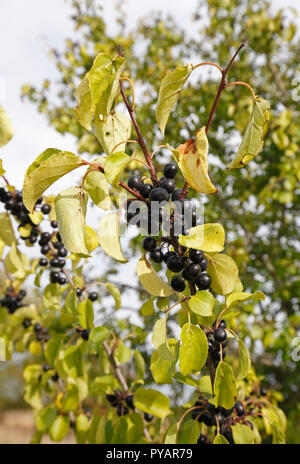 Löschen von Sanddorn, Sanddorn, Sanddorn. Wissenschaftlicher Name: Rhamnus cathartica Familie: Rhamnaceae. Native UK Baum. fruchtkörper im Herbst. Stockfoto