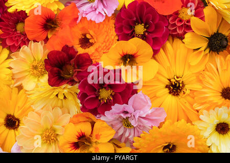 Floral background von Garten Blumen in den Farben Gelb und Rot - calendulas, Dahlien, rudbeckia, Kosmos und nasturtiums Stockfoto