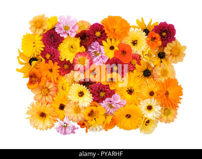 Sammlung von gemischten Garten Blumen - Dahlien, Cosmos, rudbeckia, Calendula, nasturtiums - auf weißem Hintergrund Stockfoto