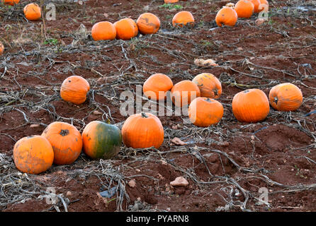 Ein Bauernhof Feld mit Kürbissen für die Ernte im ländlichen Sussex New Brunswick Kanada bereit Stockfoto