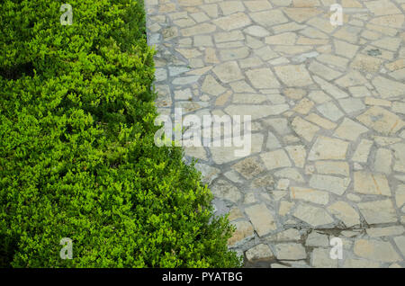 Textur von grünen Blättern auf der linken Seite und schöne Textur von großen, grauen Felsen auf der rechten Seite, Abteilung der Tierwelt mit urbanen Lebens Konzept Stockfoto