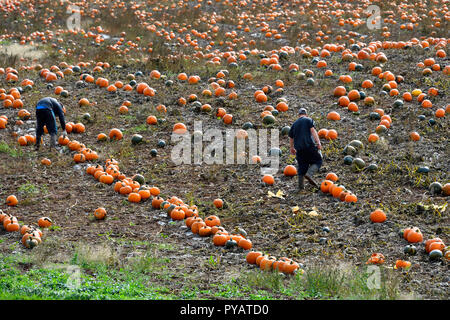 Zwei landwirtschaftliche Arbeitnehmer erhalten ein Feld der Kürbisse für die Ernte im ländlichen Gebiet in der Nähe von Sussex New Brunswick Kanada bereit Stockfoto