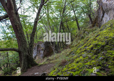 Foresta in der Nähe von großen Höhle Cueva del Milodon Naturdenkmal, Puerto Natales, Ultima Esperanza Provinz Patagonien, Chile. grün Stockfoto