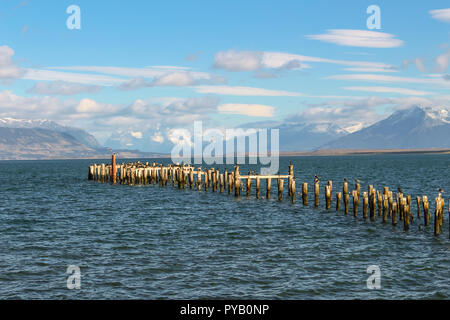 Patagonien Bucht und die Berge von Puerto Natales mit Kormorane auf alten pilings Tag Stockfoto