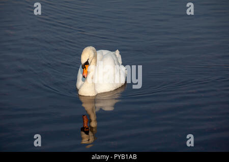 Mute swan auf dem River Wharfe in Otley, West Yorkshire Stockfoto